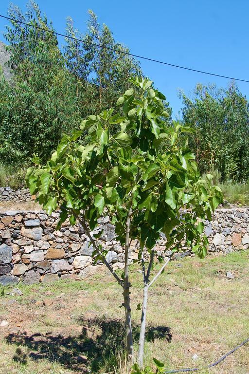 Quinta Da Figueirinha Villa Marvão Eksteriør billede