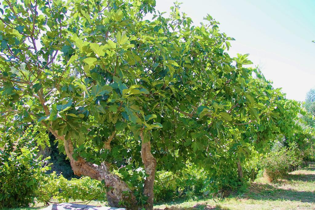 Quinta Da Figueirinha Villa Marvão Eksteriør billede